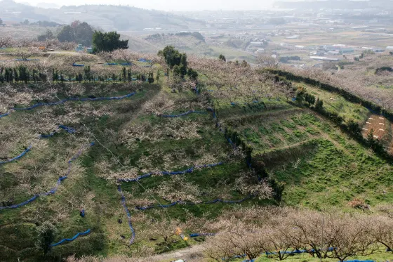 Minabe Bairin, photo 4