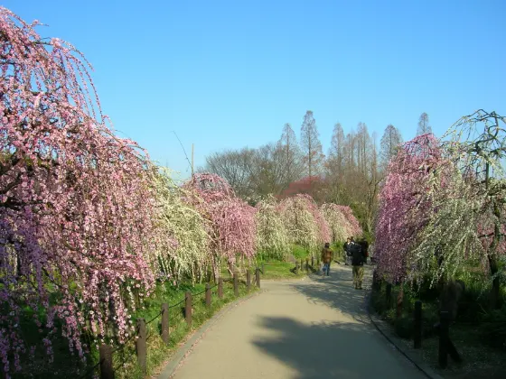 Nagoya Agricultural Center (Weeping Plums), photo 2