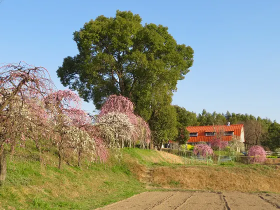 Nagoya Agricultural Center (Weeping Plums), photo 3