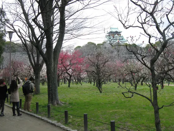 Osaka Castle Plum Grove, photo 2