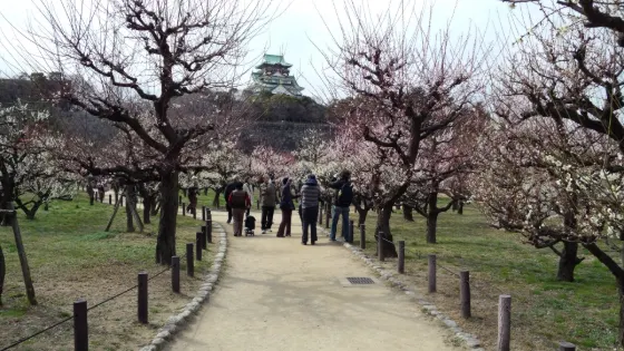 Osaka Castle Plum Grove, photo 3