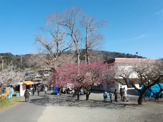 Soga Plum Groves, photo 3