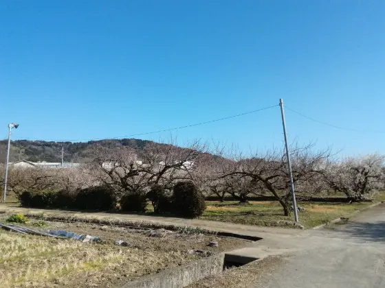 Soga Plum Groves, photo 4