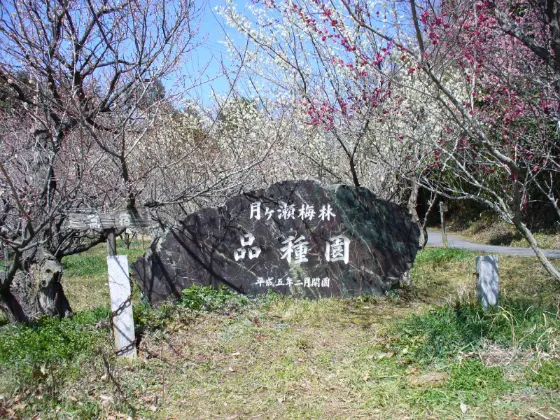 Tsukigase Plum Grove, photo 2