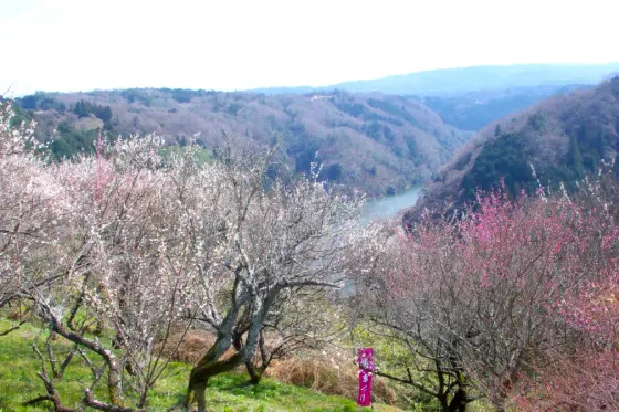 Tsukigase Plum Grove, photo 3