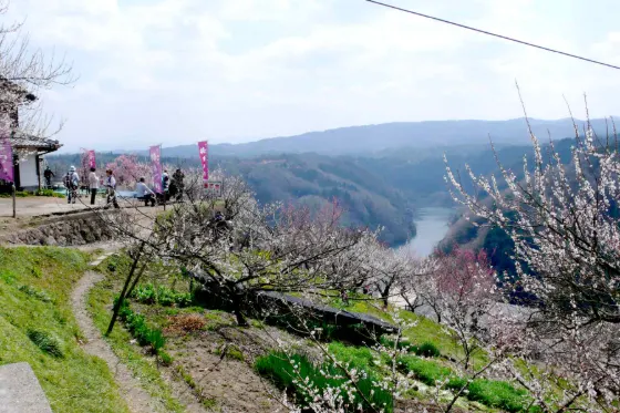 Tsukigase Plum Grove, photo 4