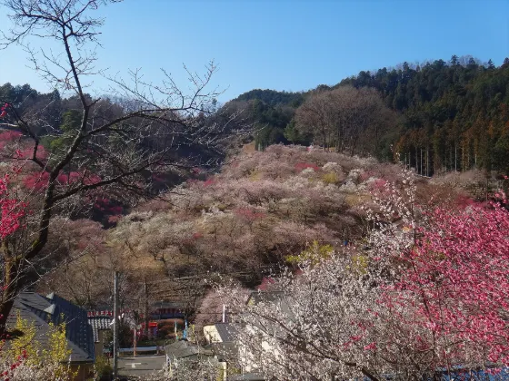 Yoshino Baigo (Ome), photo 2