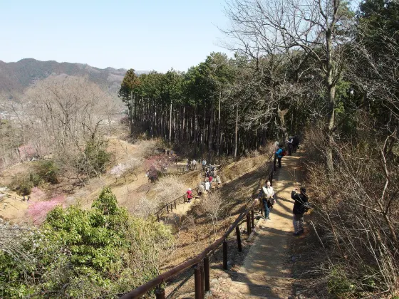 Yoshino Baigo (Ome), photo 3