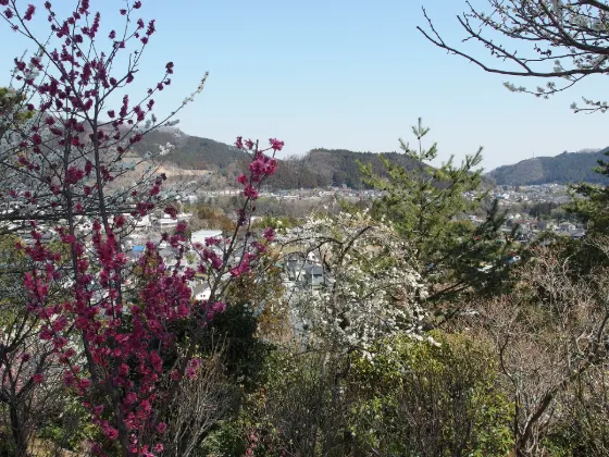 Yoshino Baigo (Ome), photo 4