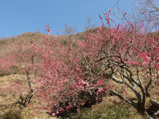 Yugawara Plum Grove (Makuyama Park), photo 2