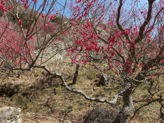 Yugawara Plum Grove (Makuyama Park), photo 3