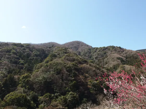 Yugawara Plum Grove (Makuyama Park), photo 4