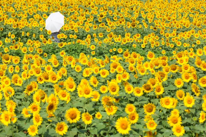 Sunflowers at Akeno Sunflower Field, Akenocho Asao, Hokuto, Yamanashi