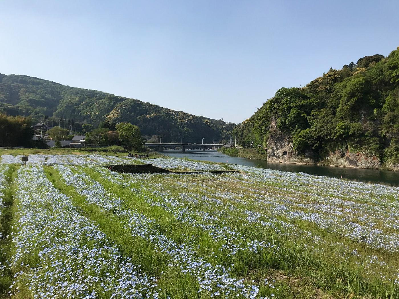 Nemophila at Aonodomon (Nakatsu), Hida, Honyabakei-machi, Nakatsu, Oita