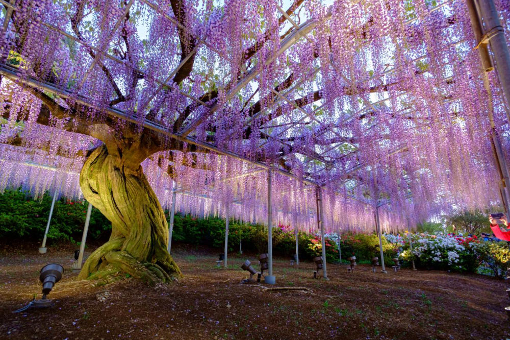 Wisteria at Ashikaga Flower Park (Tochigi), 607 Hasamacho, Ashikaga, Tochigi