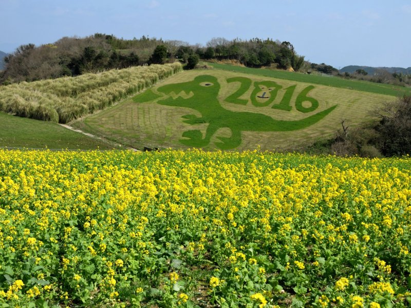 Rapeseed at Awaji Hanasajiki (Hyogo), 2805-7 Kusumoto, Awaji, Hyogo