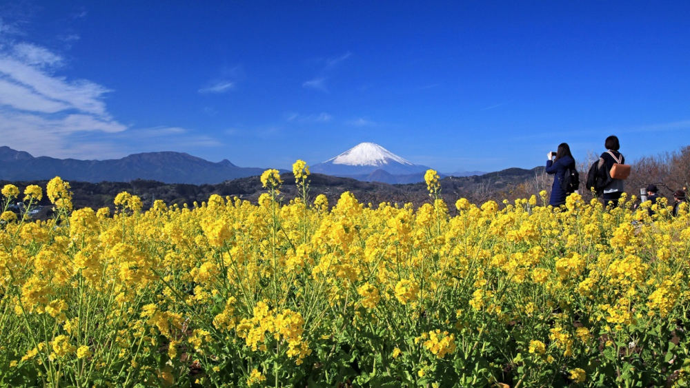 Rapeseed at Azumayama Park, Yamanishi, Ninomiya, Naka District, Kanagawa