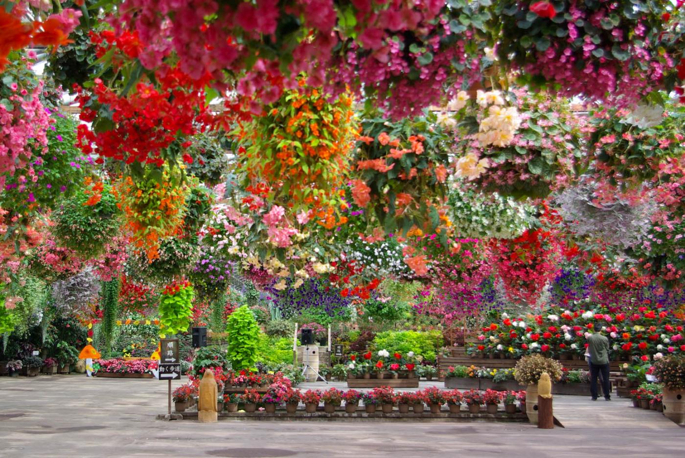 Begonia at Matsue Vogel Park, Ogaki-cho, Matsue, Shimane