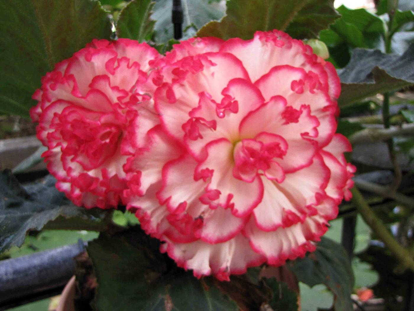Begonia at Kyoto Botanical Gardens Begonia Show, Shimogamo Hangicho, Sakyo Ward, Kyoto
