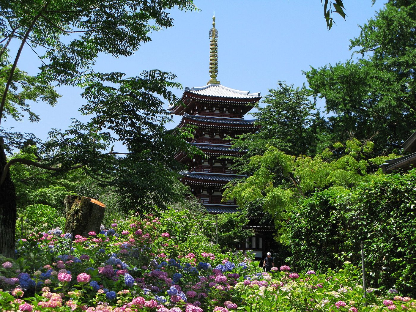 Hydrangea at Hondo-ji Temple, 63 Hiraga, Matsudo, Chiba