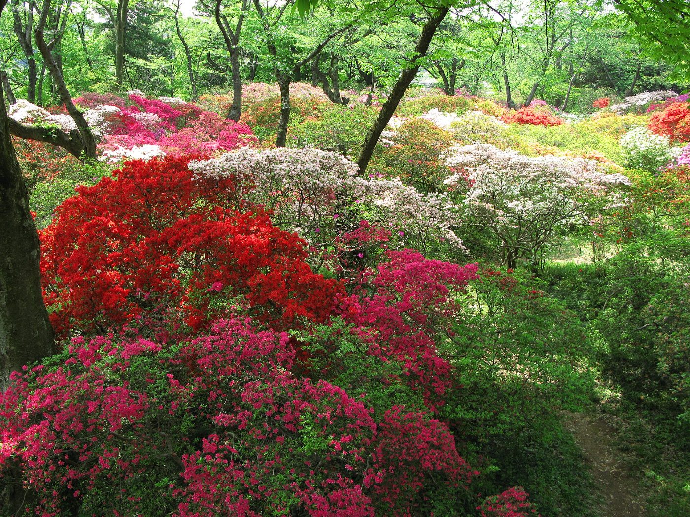 Azalea at Shimizu Park, 906 Shimizu, Noda, Chiba