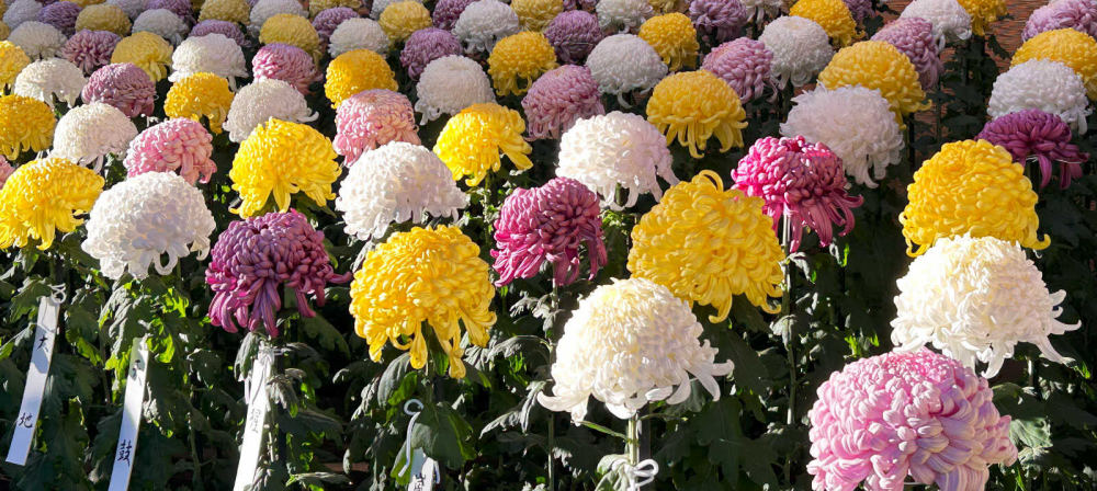Chrysanthemum at Shinjuku Gyoen, 11 Naitomachi, Shinjuku City, Tokyo