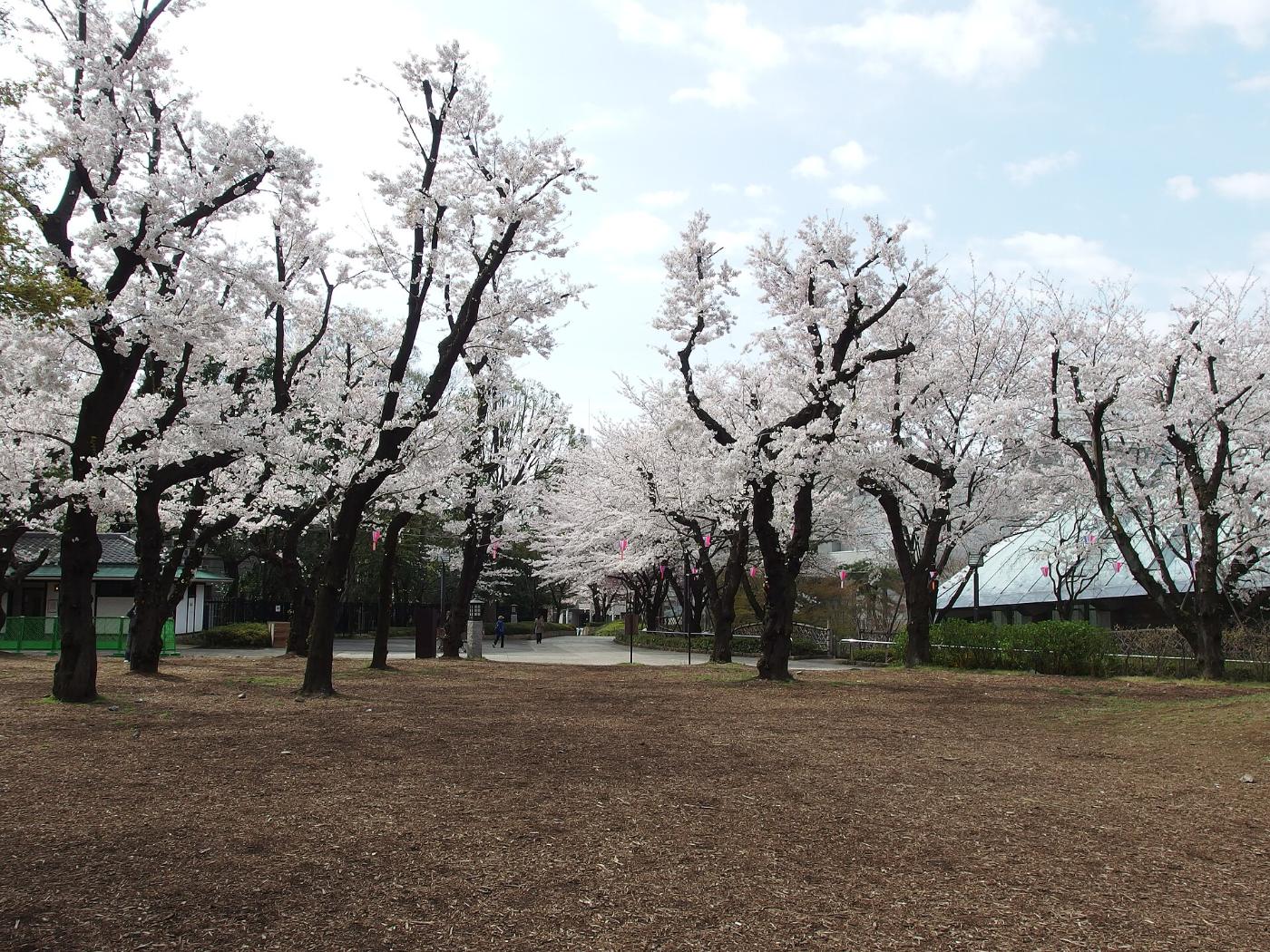 Cherry blossom at Asukayama Park, 1-1-3 Oji, Kita City, Tokyo