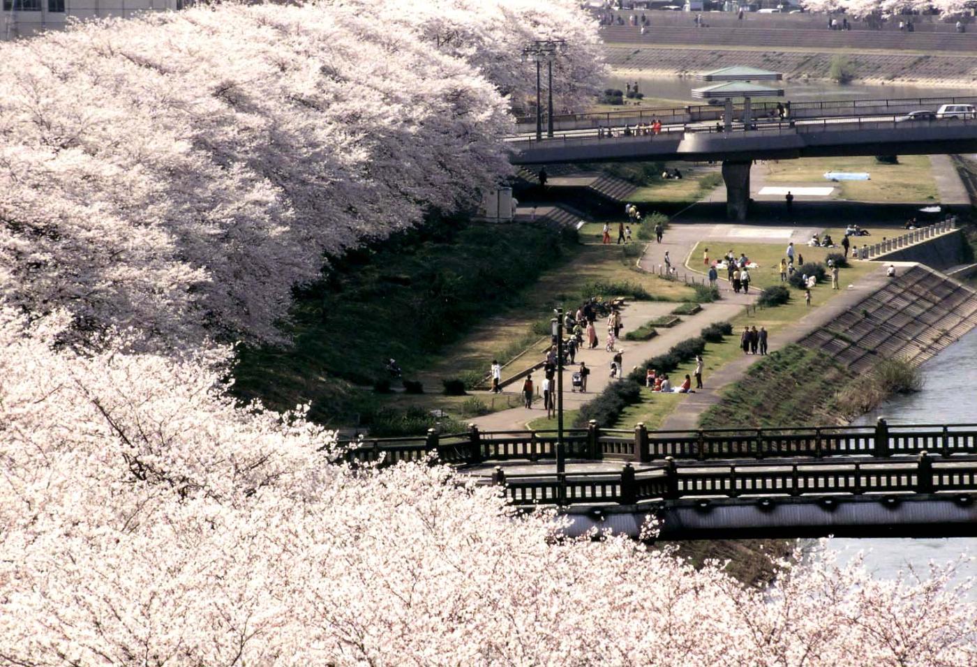 Cherry blossom at Asuwa River Cherry Avenue, Asuwa, Fukui