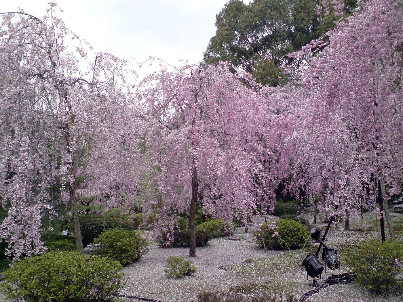 Cherry blossom at Heian Shrine, 97 Okazaki Nishitennocho, Sakyo Ward, Kyoto