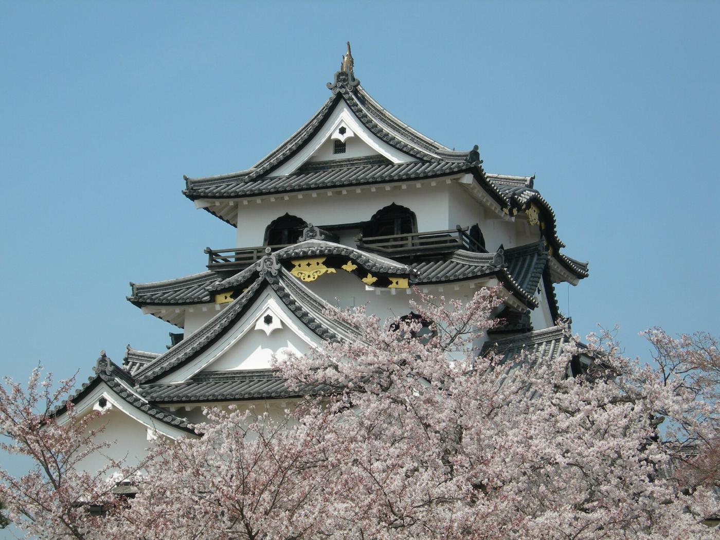 Cherry blossom at Hikone Castle, 1-1 Konkicho, Hikone, Shiga