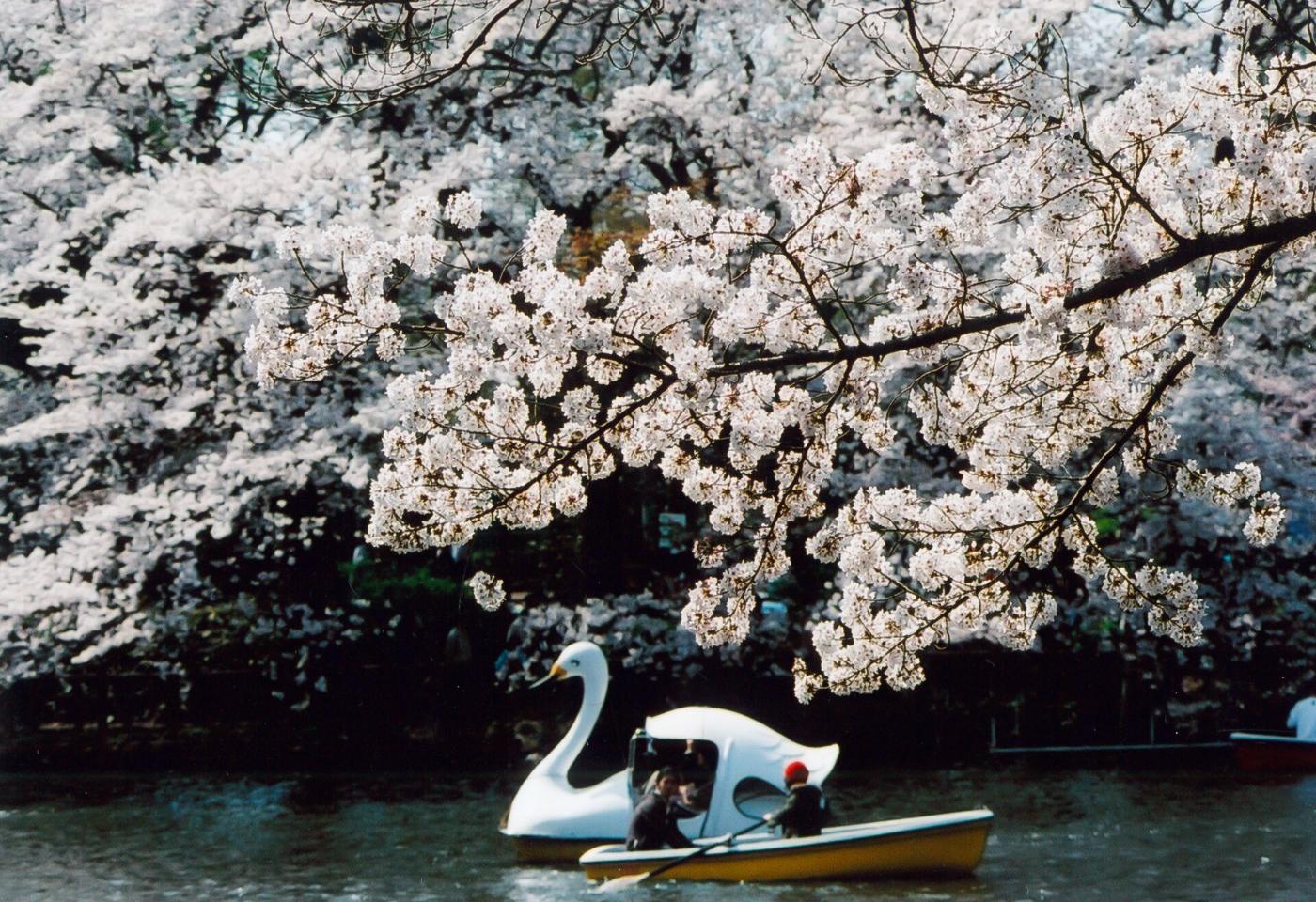 Cherry blossom at Inokashira Park, 1-18-31 Gotenyama, Musashino, Tokyo