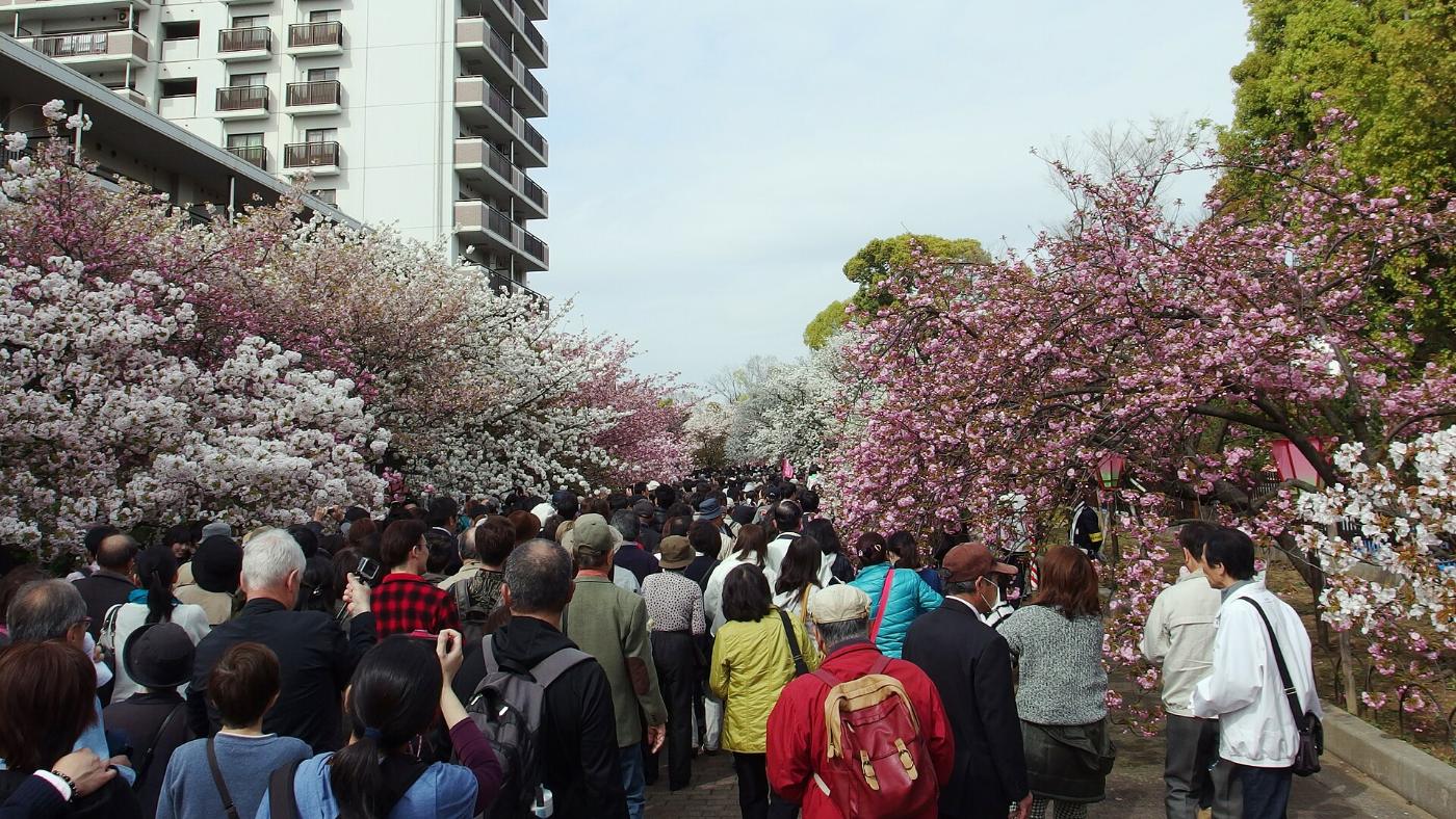 Cherry blossom at Japan Mint Cherry Passage, 1-1-79 Temma, Kita Ward, Osaka