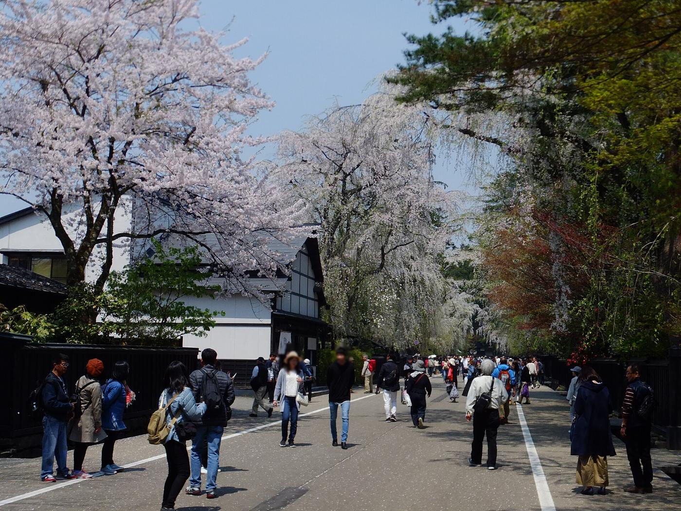 Cherry blossom at Kakunodate Samurai District, Kakunodate-machi Omotemachi, Semboku, Akita