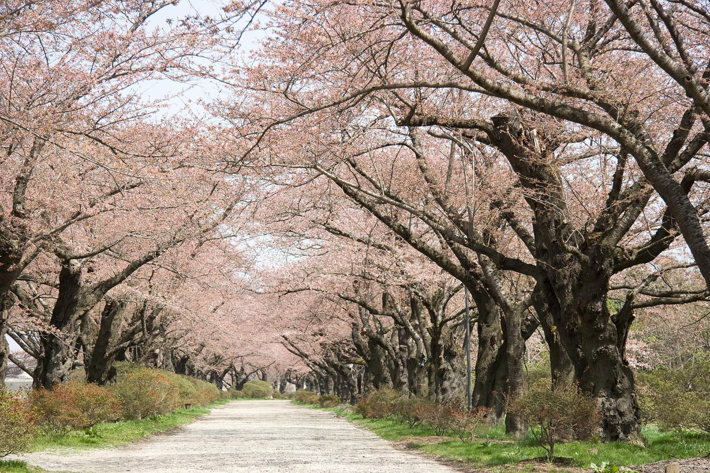 Cherry blossom at Kitakami Tenshochi, Tachibana, Kitakami, Iwate