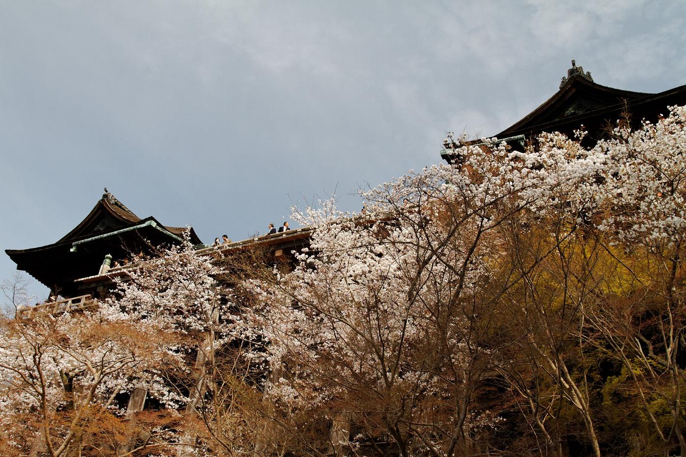 Cherry blossom at Kiyomizu-dera Temple, 1-294 Kiyomizu, Higashiyama Ward, Kyoto