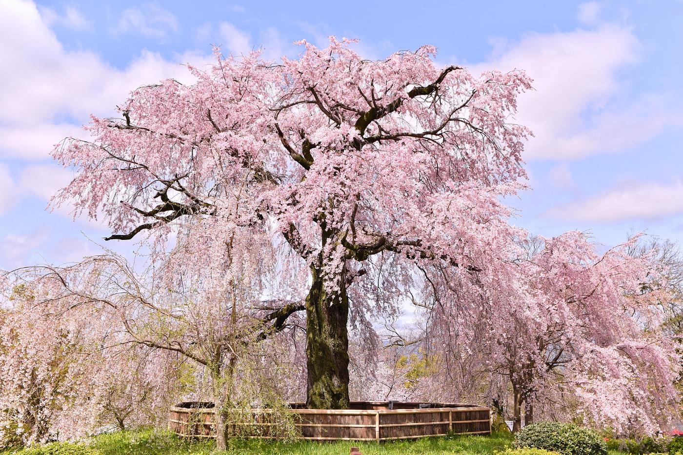 Cherry blossom at Maruyama Park, Maruyamacho, Higashiyama Ward, Kyoto