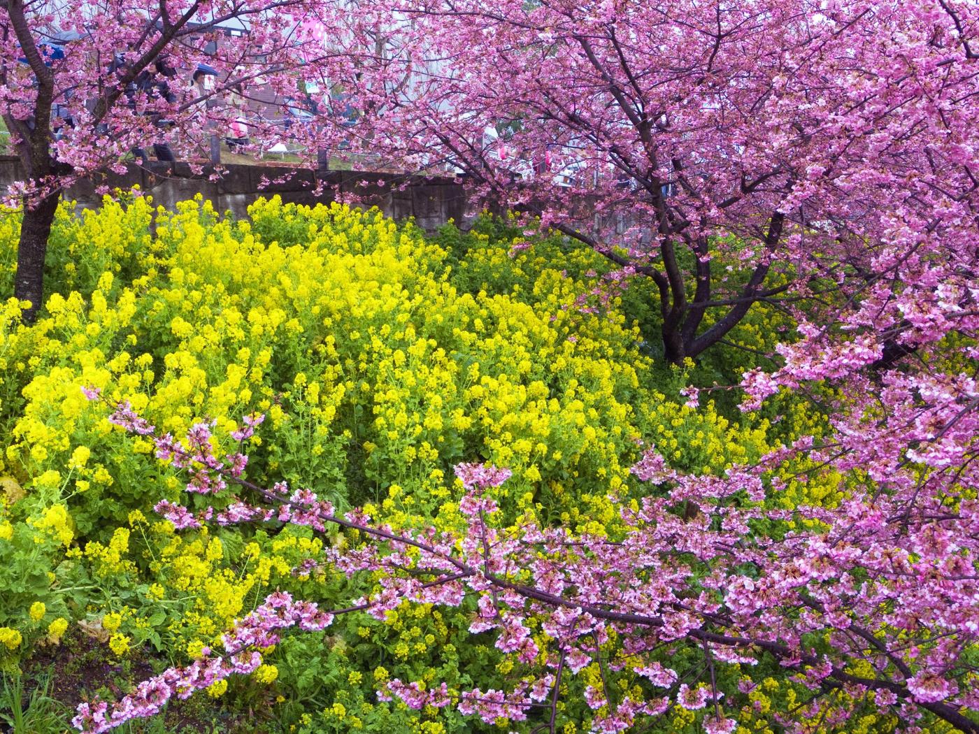 Cherry blossom at Matsuda Nishihirabatake Park, Matsuda-soryo, Matsuda, Kanagawa