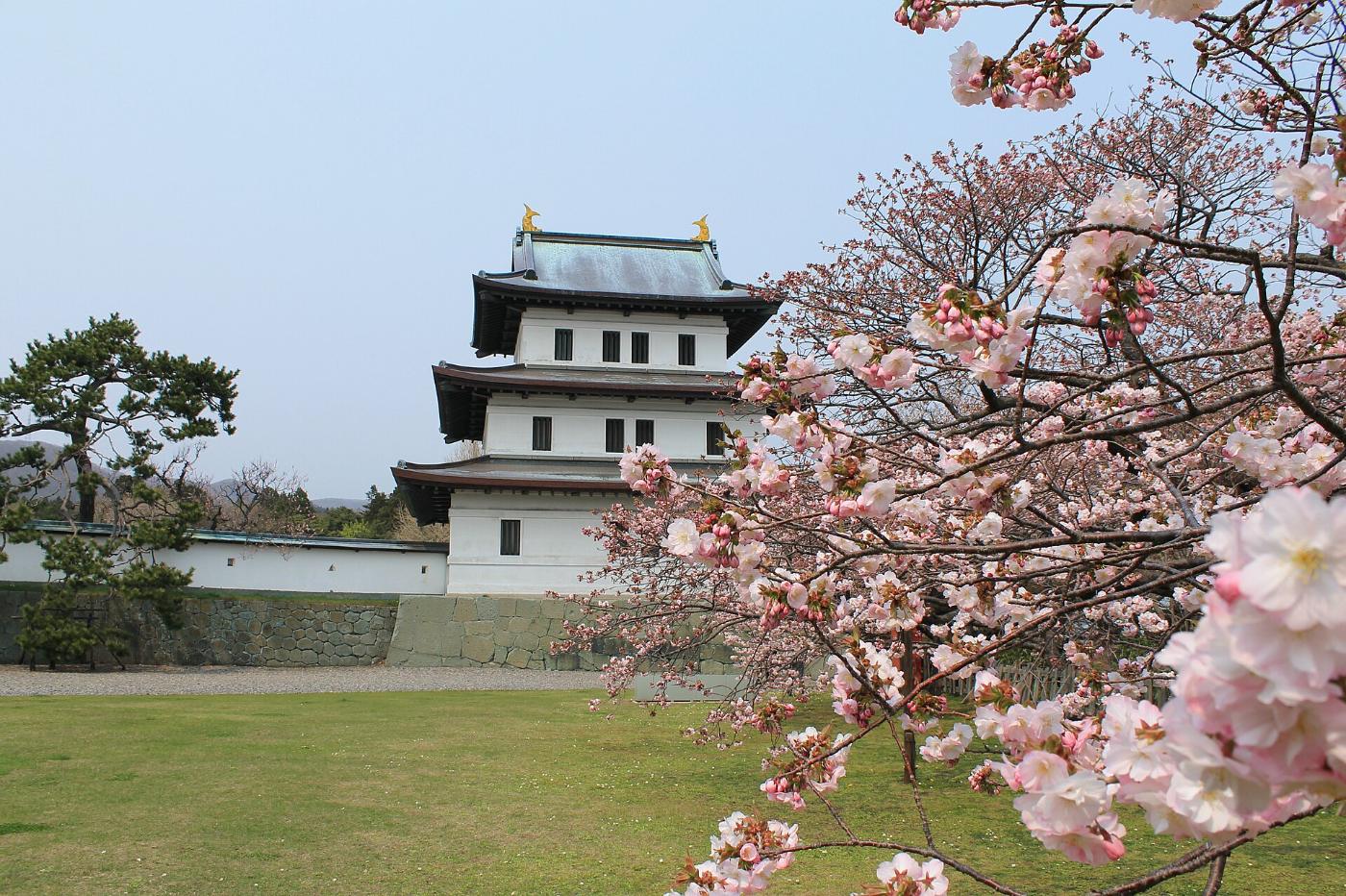 Cherry blossom at Matsumae Park, Matsushiro, Matsumae, Hokkaido