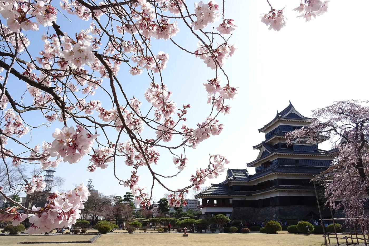 Cherry blossom at Matsumoto Castle, 4-1 Marunouchi, Matsumoto, Nagano