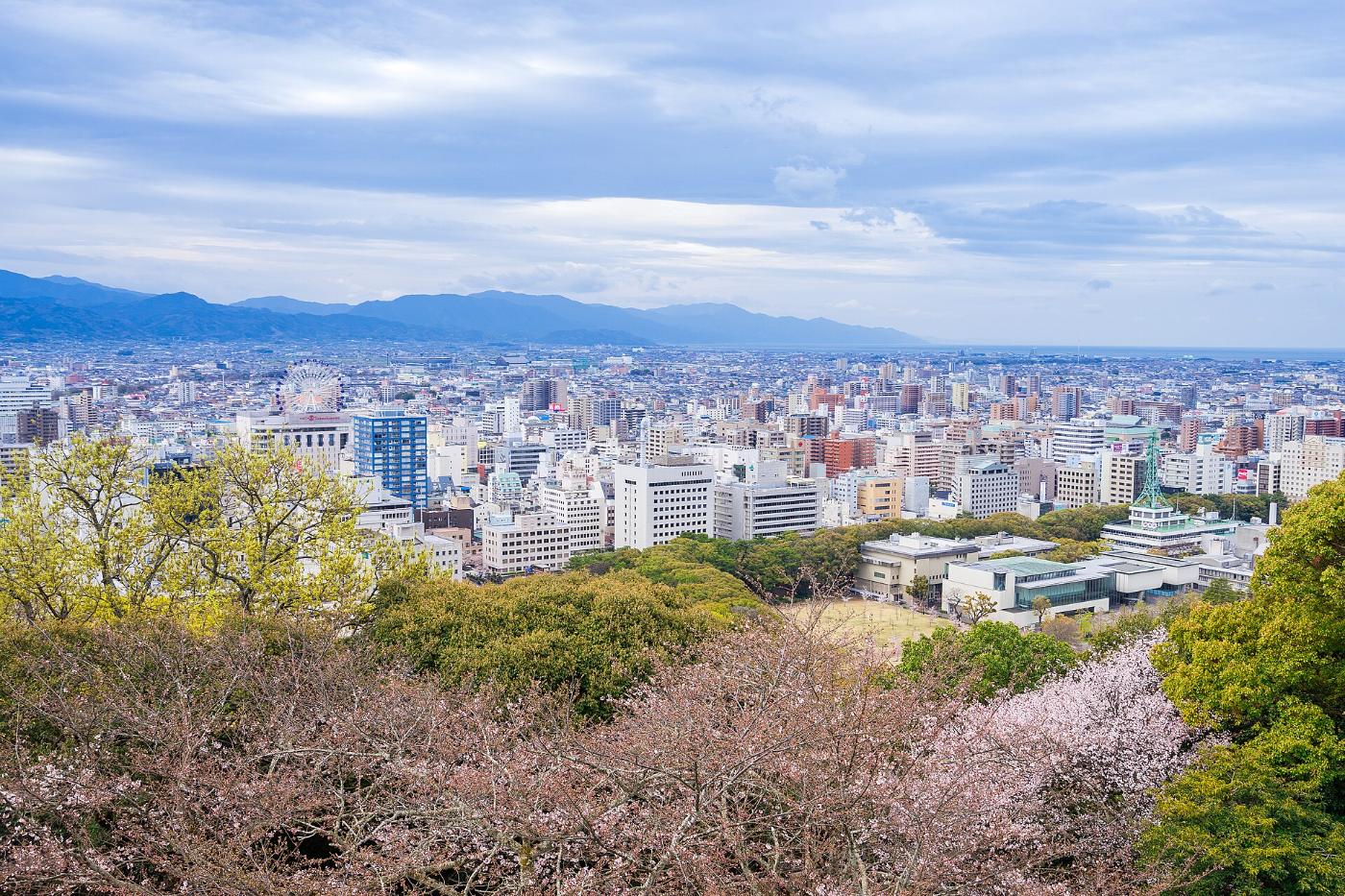 Cherry blossom at Matsuyama Castle, 1 Marunouchi, Matsuyama, Ehime