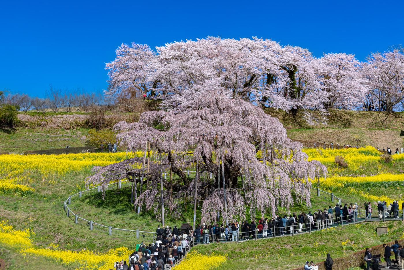 Cherry blossom at Miharu Takizakura, Sakurakubo, Takizakura, Miharu, Fukushima