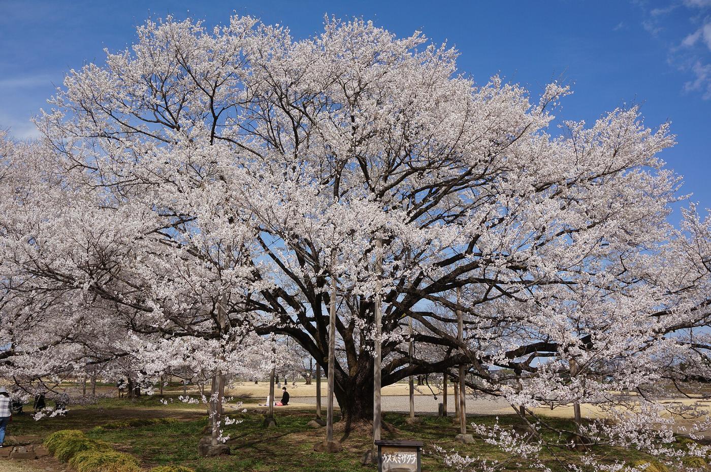Cherry blossom at Neodani Usuzumi-zakura, 995 Neo-Itadokoro, Motosu, Gifu