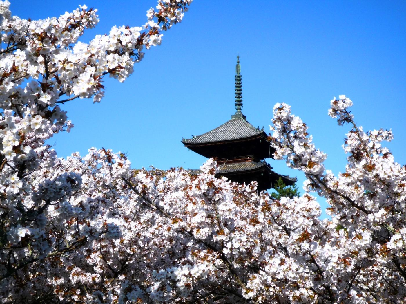 Cherry blossom at Ninna-ji Temple (Omuro cherries), 33 Omuroouchi, Ukyo Ward, Kyoto