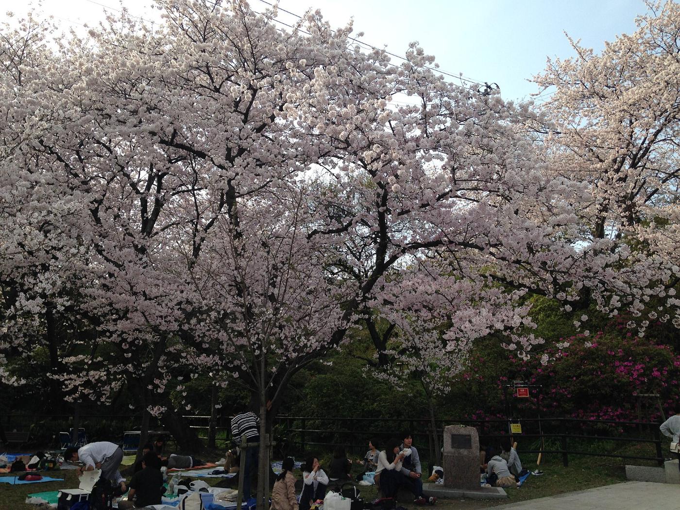 Cherry blossom at Nishi Park (Fukuoka), 1 Nishikoen, Chuo Ward, Fukuoka