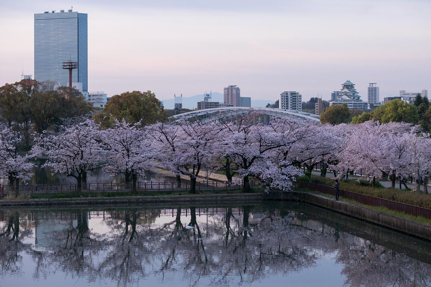 Cherry blossom at Okawa River (Kema Sakuranomiya Park), Sakuranomiya, Miyakojima Ward, Osaka