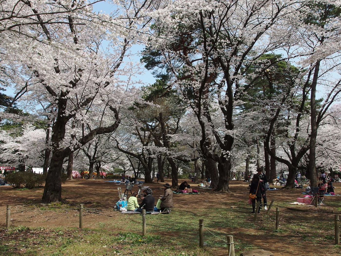Cherry blossom at Omiya Park, 4 Takahanacho, Omiya Ward, Saitama