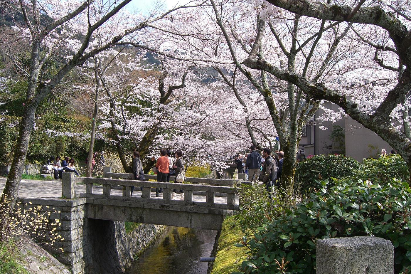 Cherry blossom at Philosopher's Path, Sakyo Ward, Kyoto (Ginkaku-ji to Nanzen-ji)