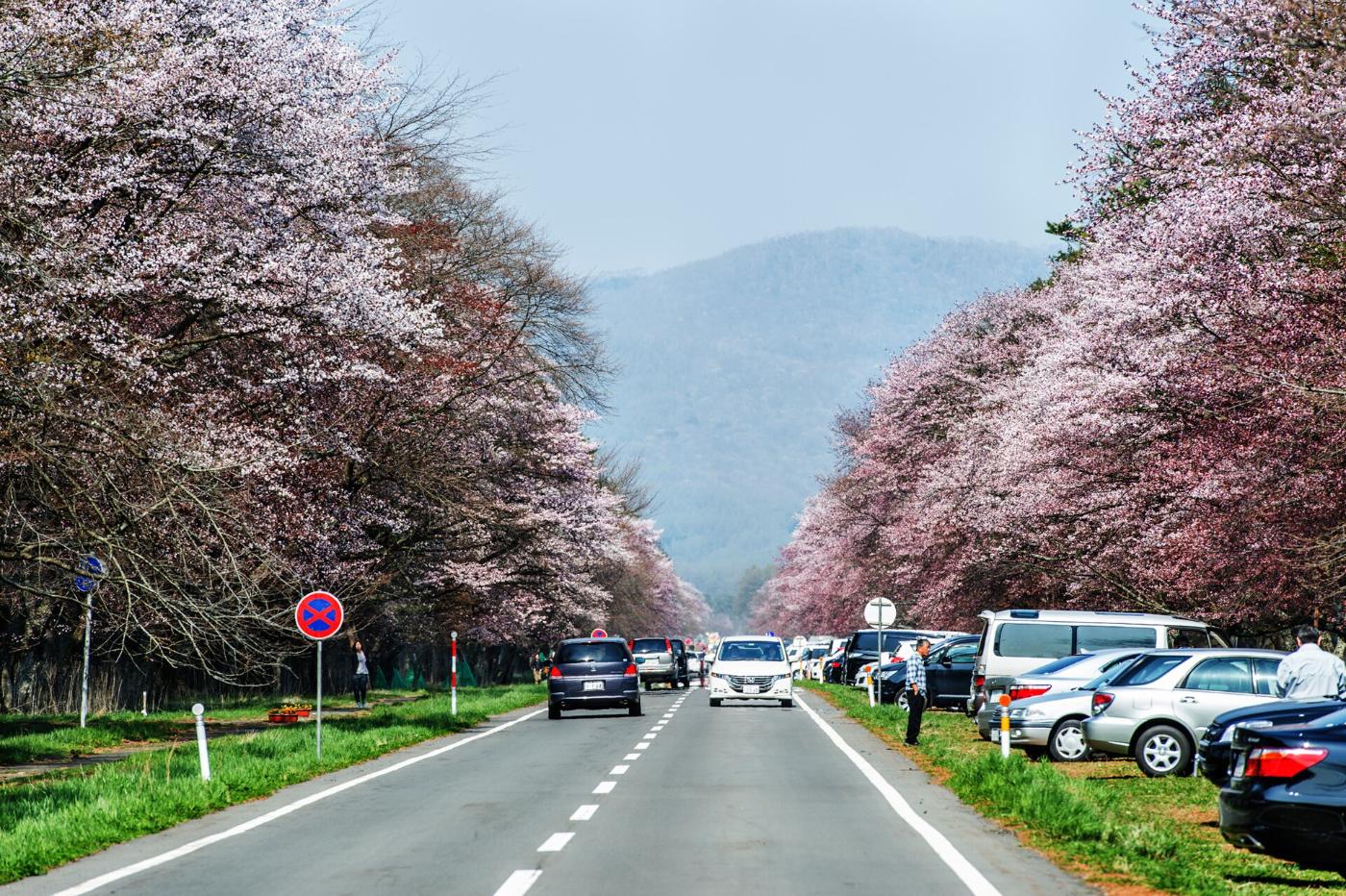 Cherry blossom at Shizunai Nijukken Road, Shizunai Tanaka, Shinhidaka, Hokkaido