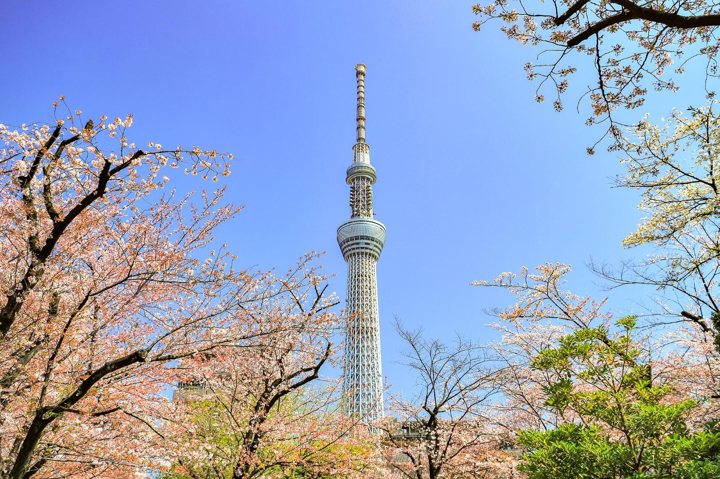 Cherry blossom at Sumida Park, 1-1 Hanakawado, Taito City, Tokyo