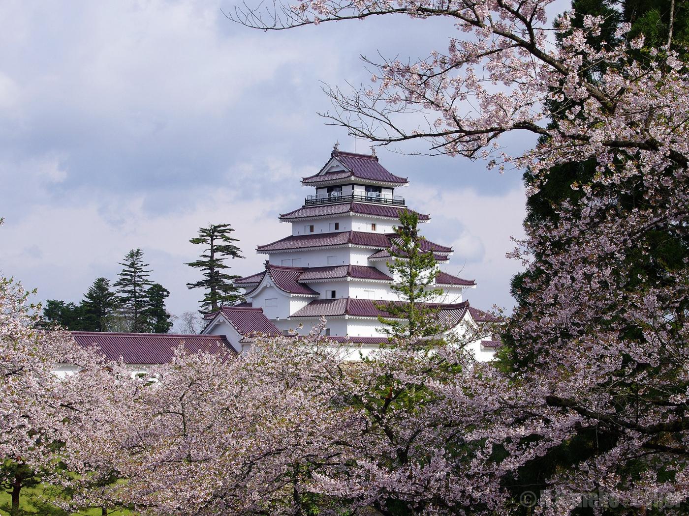 Cherry blossom at Tsuruga Castle (Aizu-Wakamatsu), 1-1 Otemachi, Aizuwakamatsu, Fukushima